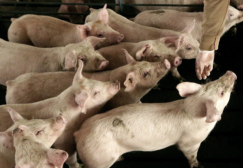 Revenues spike for beef and pork producers on U.S. drought, pig disease - image