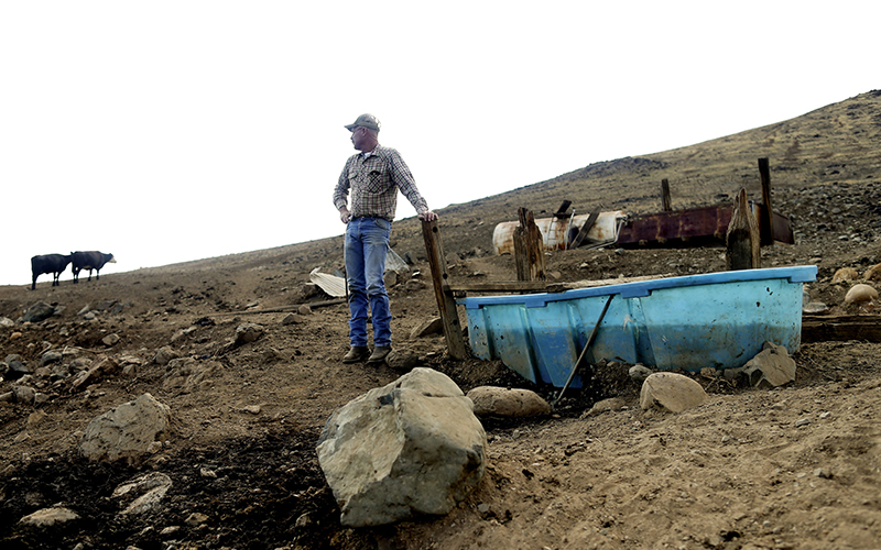 A rancher looks toward his cattle grazing on a barren hillside in drought-stricken Tulare County, Calif.
