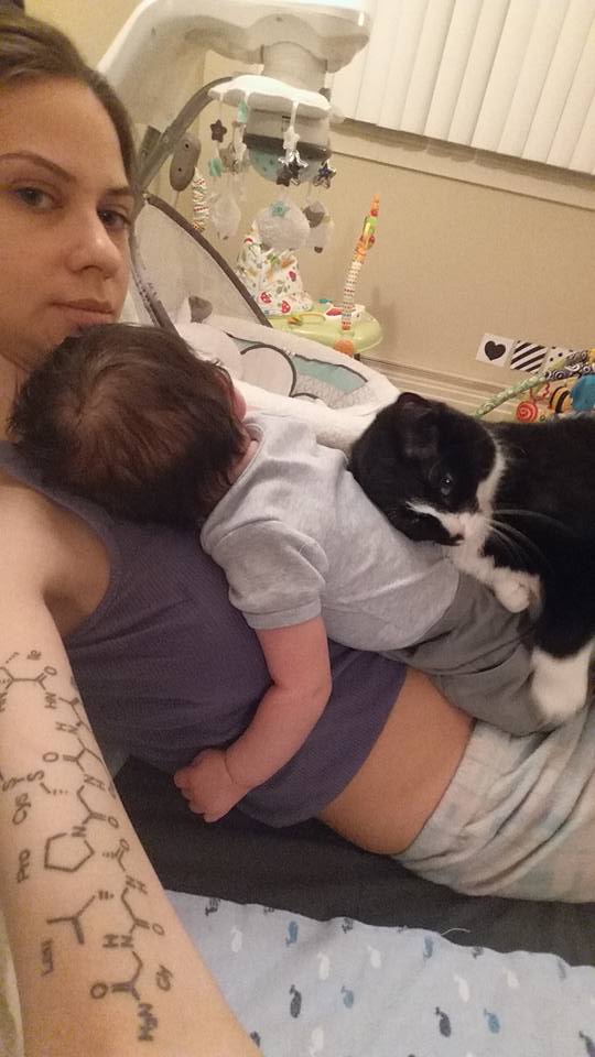 Can pets sense pregnancy? It’s ‘very possible,’ says animal expert - image