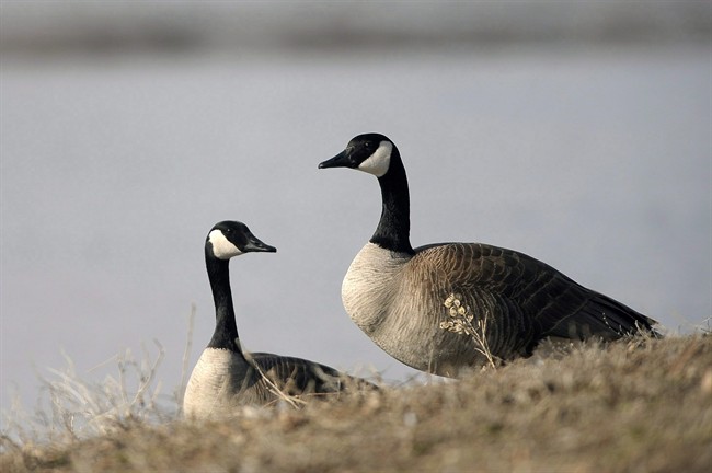 The applications are six bylaw exemptions that allow permit holders to discharge firearms on public land surrounding Tucelnuit Lake and the airport.