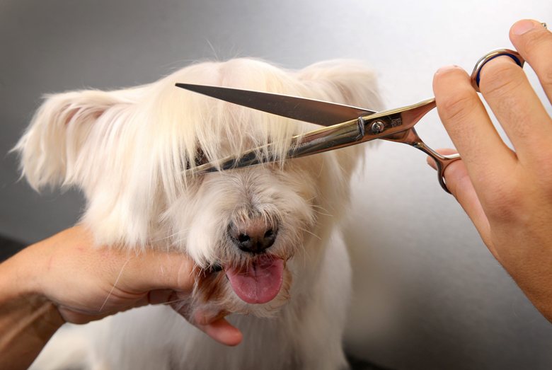 A new vocational program will allow federal inmates in Edmonton to become registered, certified pet groomers.