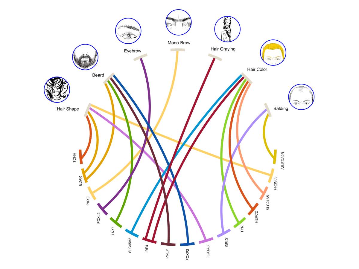 These are the genes that may explain why you have a unibrow, bald spot or grey hair - image