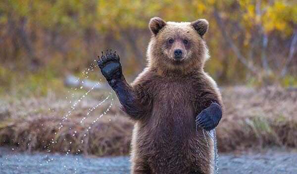 Sir Huggles Von Deathcuddle? That's what one Twitter user suggested the grizzly bear be renamed.
