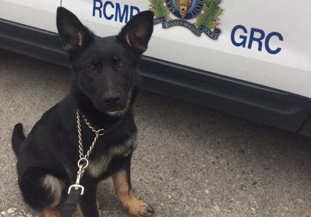 Kelowna’s cutest new RCMP member - image