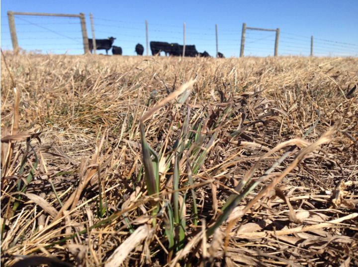 A file photo of pasture in southern Alberta.