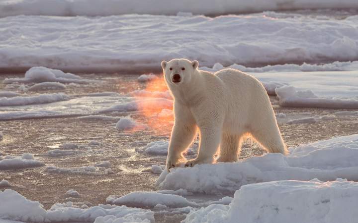 The polar bears breath catches the light to look like it's breathing fire.
A polar bear looks like he is breathing fire as his warm breath is lit perfectly by the setting sun.  Despite temperatures below zero, the predator's orangey breath - highlighted by the low sun - provides a little warmth to a freezing environment in the Arctic.
Photographer Josh Anon was on a small boat 82 degrees north at the edge of the ice pack that defines the north pole region when he came across a bear with a fresh kill.  The 33-year-old, from San Francisco, California, USA, was only about 15m from the polar bear.
A Polar Bear roams the Arctic ice - 25 Dec 2015.