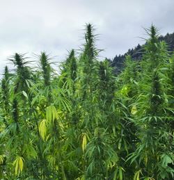 OverGrow Canada cannabis tour launches in Kelowna - image