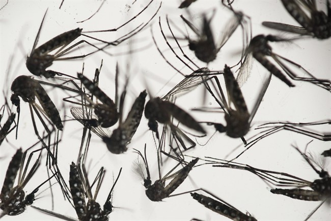 A report to the city's Innovation committee recommends buying a drone to help find new mosquito breeding grounds.