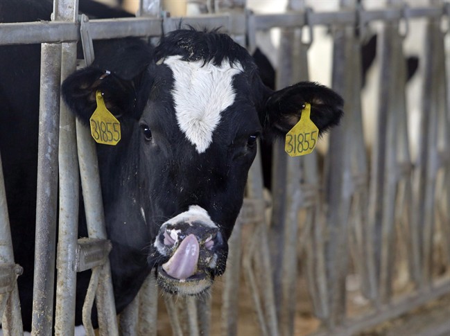 “Dairy is a very perishable product, so it needs to come off the farm every two days,” said Mike Southwood with Alberta Milk.
