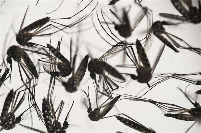 Zika virus update: Canadian cases amp; what to do to prevent it - image
