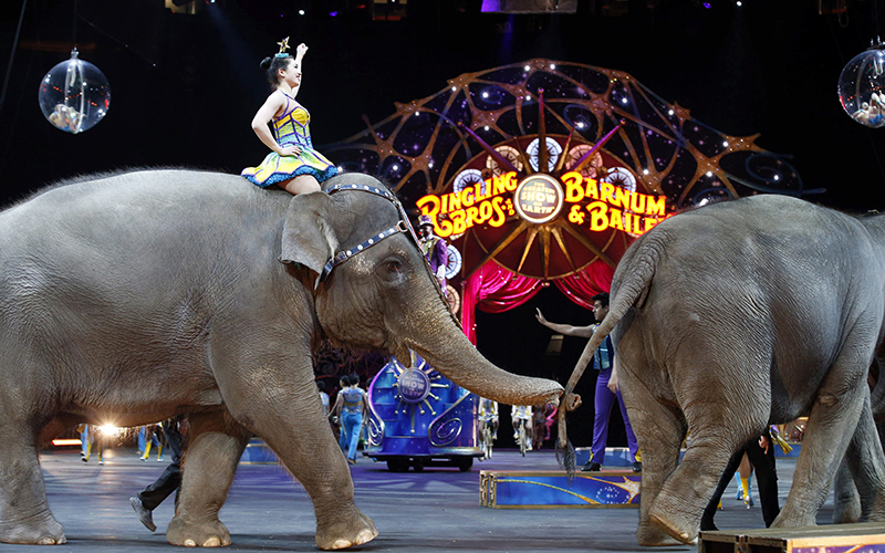 Elephants walk during a performance of the Ringling Bros. and Barnum & Bailey Circus, in Washington. Ringling Bros. is scheduled to hold its final elephant show during a performance Sunday night, May 1, 2016, in Providence, R.I.