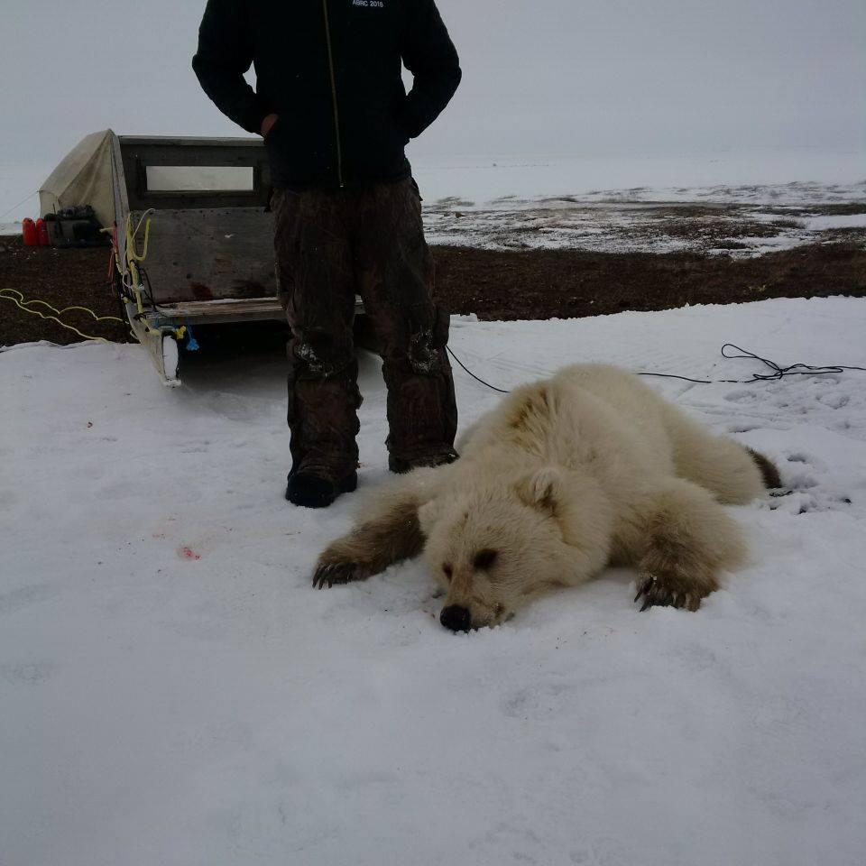 This image from Facebook, posted on May 15, shows a bear shot in Nunavut which may be a grizzly/polar bear hybrid. 