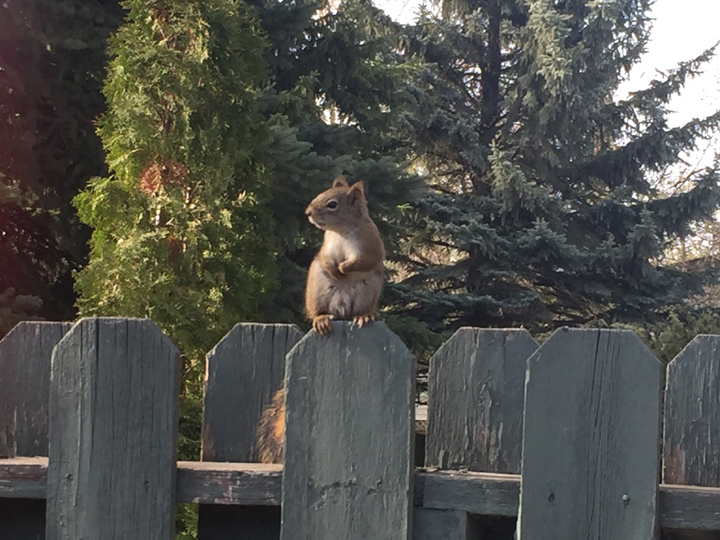 May 13: Global Saskatoon’s Lisa Ford took this Your Saskatchewan photo in Saskatoon.