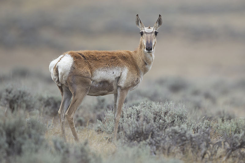 One man has been arrested after he chased down an antelope on a dirt bike and killed it just south of Paynton, Sask on Friday.