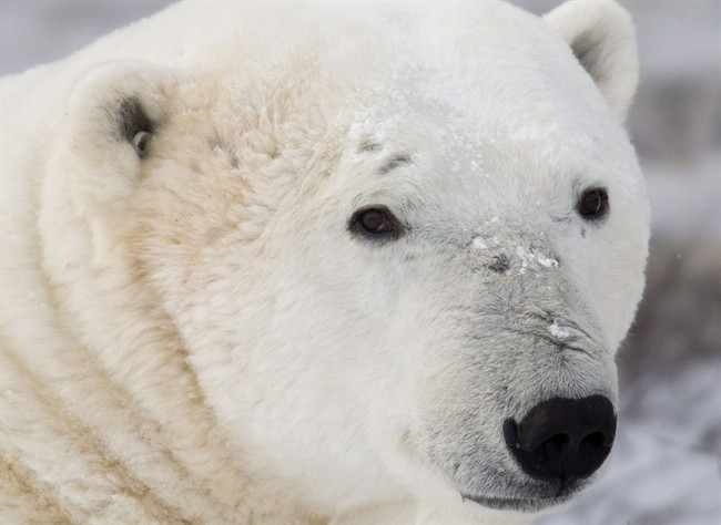 Polar bear populations could decline by as much as 30 to 50 per cent by mid-century due to climate change and melting Arctic sea ice.