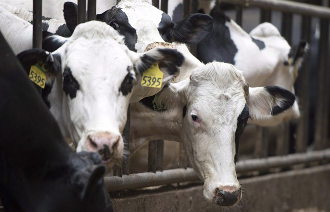Tests at the University of Saskatchewan to determine if Camelina meal fed to dairy animals will produce milk with healthy Omega3-type nutrients.