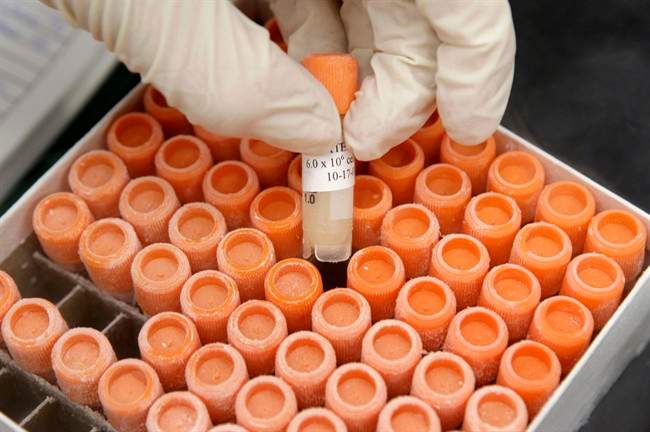 A researcher pulls a frozen vial of human embryonic stem cells at the University of Michigan Center for Human Embryonic Stem Cell Research Laboratory in Ann Arbor, Mich., in this Oct. 22, 2008 file photo.