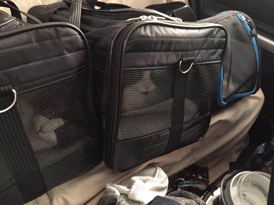 Locksmith Chris Inger jumped stepped up to the plate to help a fellow Fort McMurrian who couldn’t get home to save his cats during the wildfire evacuation.