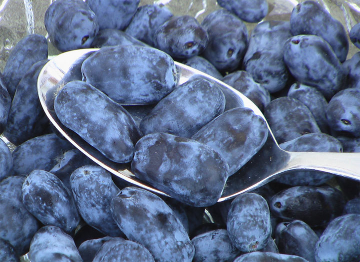 Tradionally, haskap berries were only found sporadically in the Canadian wilderness. The head of the U of S Fruit Program aims to change that.