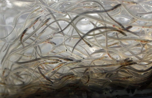 Disputes among fishermen prompt temporary closure of baby eel fishery - image