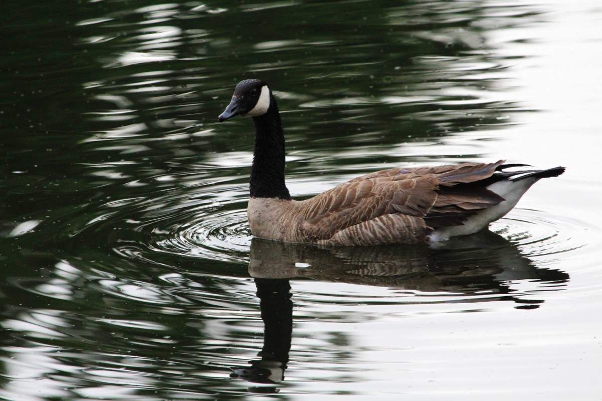 American Eagle fights with Canadian Goose, Lisa Bell