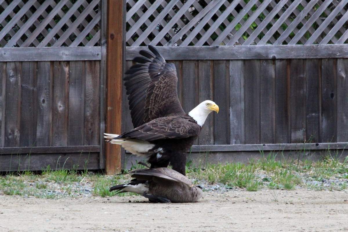 American Eagle fights with Canadian Goose, Lisa Bell