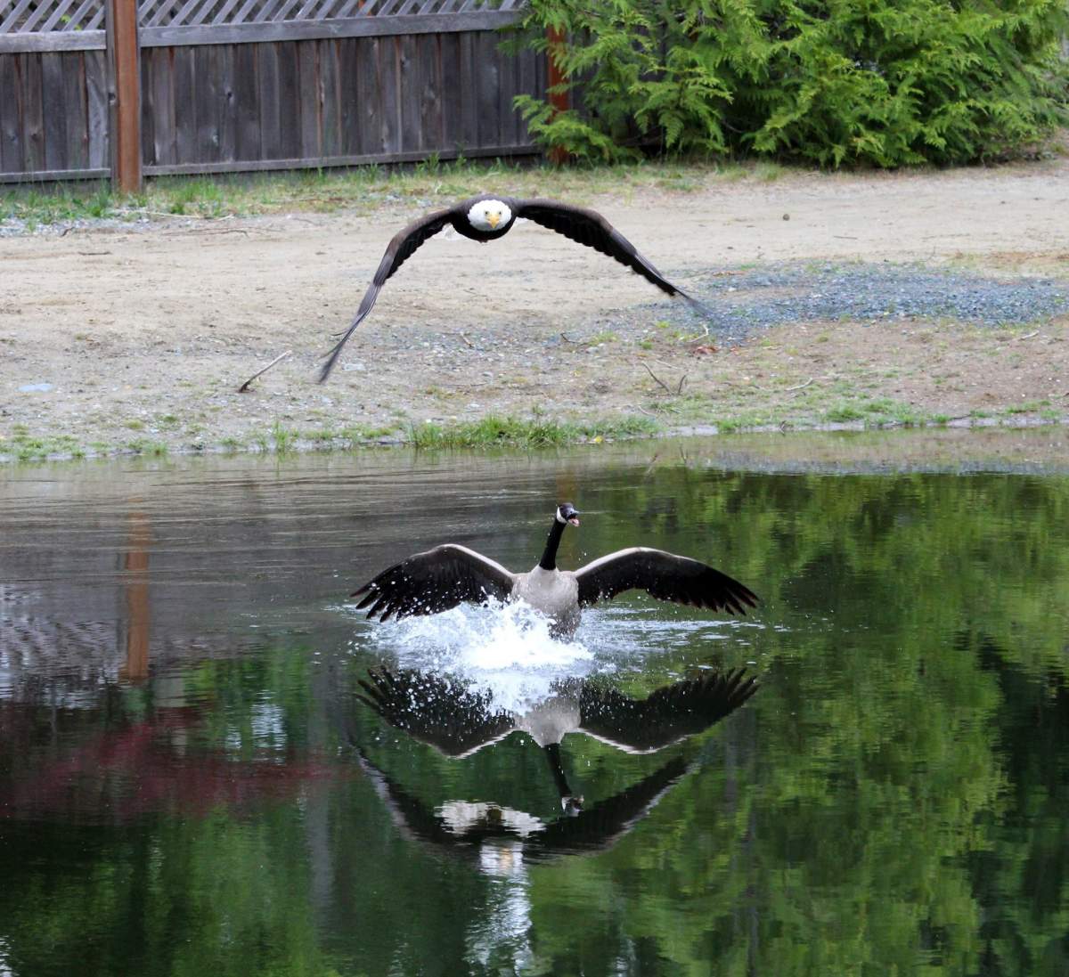 American Eagle fights with Canadian Goose, Lisa Bell