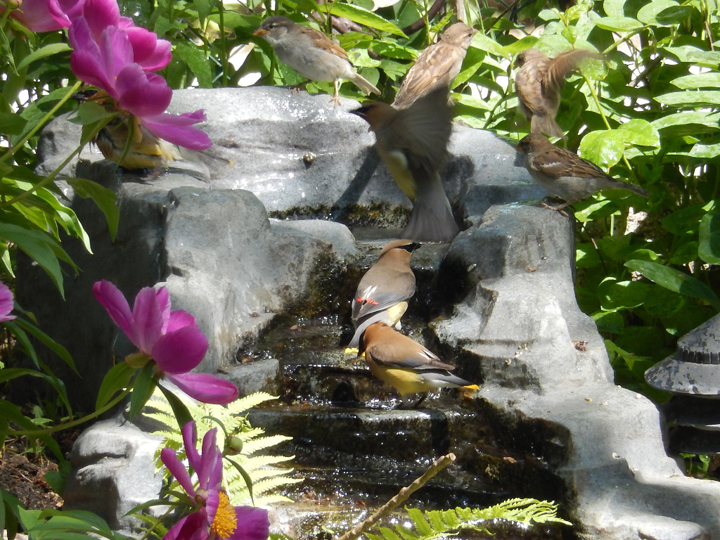 June 13: Steve and Tina Leeks took this Your Saskatchewan photo in Regina of cedar waxwings.
