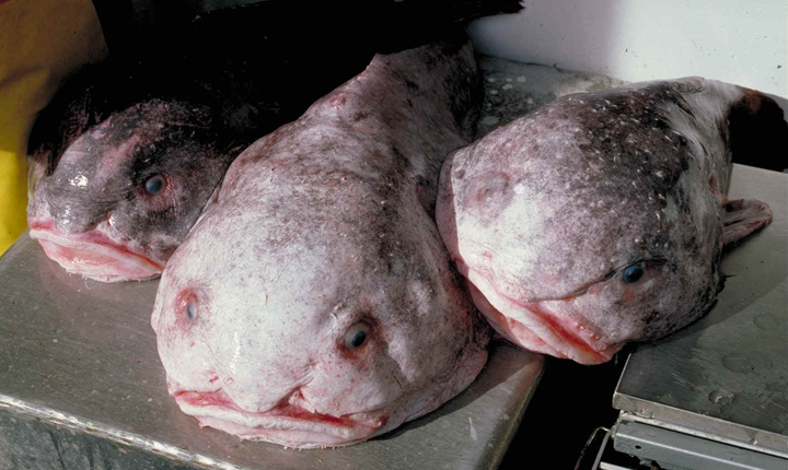 A blob sculpin. You almost expect it to start talking to you.