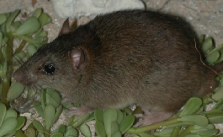 Australian researchers believe the Bramble Cay melomys is extinct.