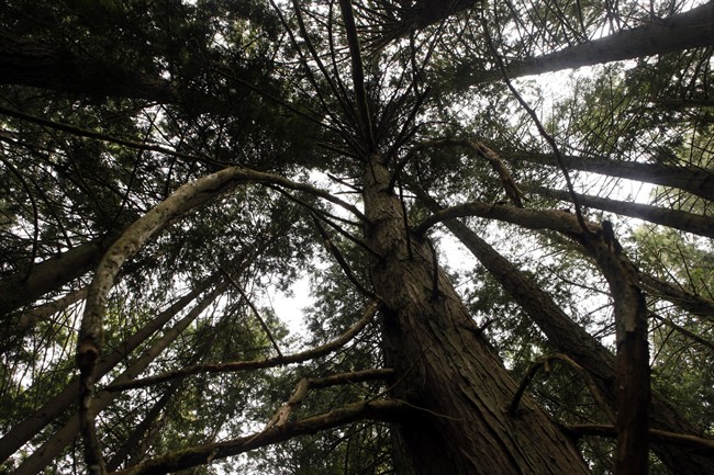 B.C. government protecting nine areas of at risk and old-growth forest in logging policy shift - image