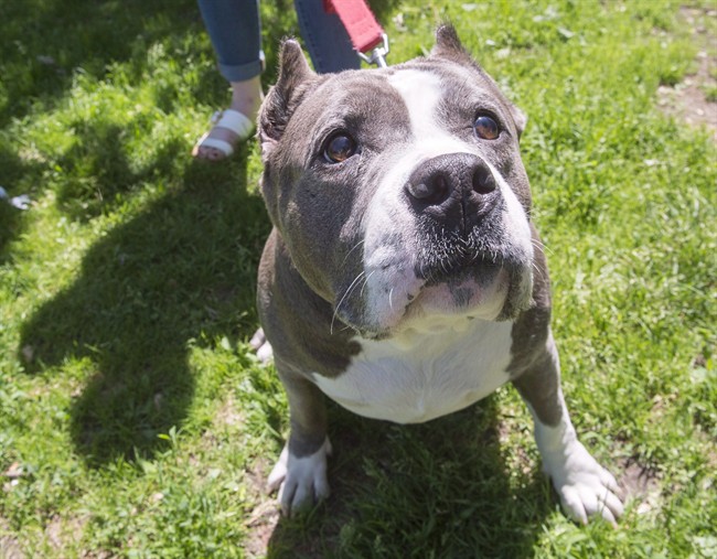 A pit bull named Athena goes for a walk at the SPCA. Owners of pit bull-type dogs have until March 31st to apply for a special permit, Saturday, March 25, 2017.