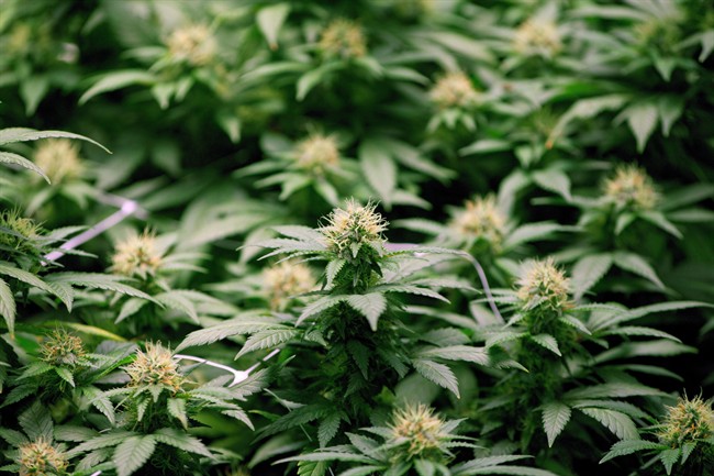 Growing flowers of cannabis are shown in Moncton, N.B., on April 14, 2016.