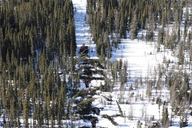 Cenovus caribou