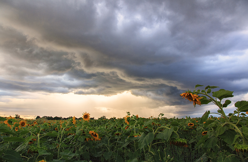 storm shot