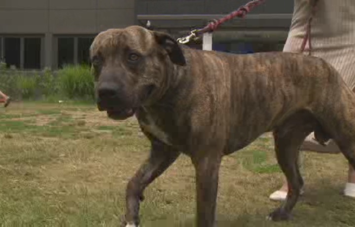 Gucci, a pit bull mastiff mix, was allegedly attacked by another pit bull at Woodbine Beach.
