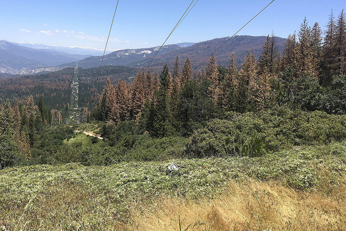 This June 6, 2016 photo shows patches of dead and dying trees near Cressman, Calif. 