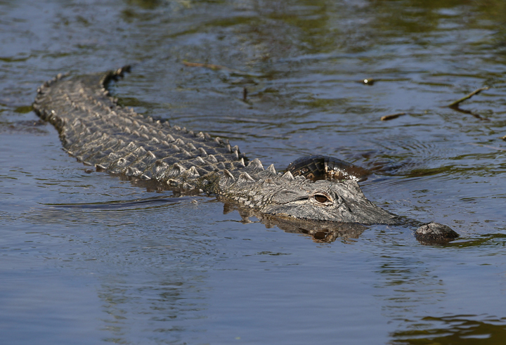 An alligator swims in the waters at Wakodahatchee Wetlands in Delray Beach, Florida.