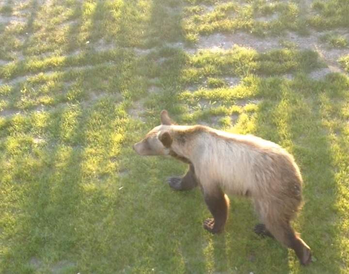 Grizzly bear