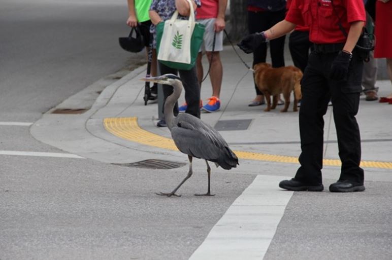 Heron rescued from downtown Kelowna - image