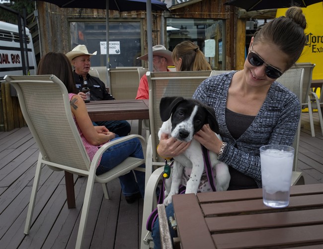 Amber Wyers, right, with her puppy Harley, a three-month-old Border Collie Lab cross, relax on the Ranchman's Cookhouse patio in Calgary, Alta., Saturday, June 18, 2016.