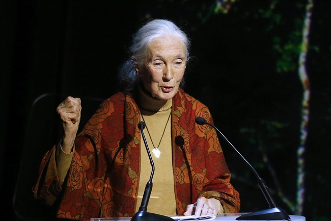 In this Dec. 7, 2015, file photo, primatologist and conservationist Jane Goodall delivers her speech during The Equator Prize Award ceremony at Theatre Mogador, in Paris. 
