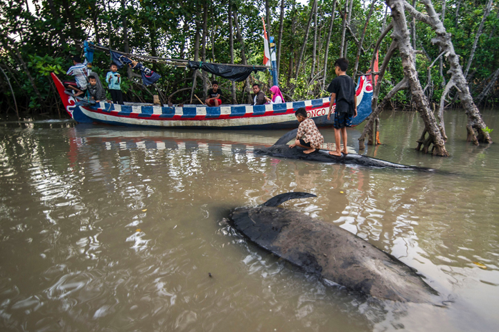 Children (R) stand on a dead short-finned pilot whale in Probolinggo on June 16, 2016.