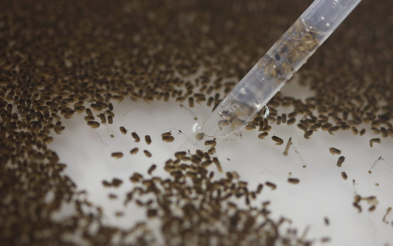 A technician from the British biotec company Oxitec, inspects the pupae of genetically modified Aedes aegypti mosquitoes, a vector for transmitting the Zika virus, in Campinas, Brazil. Oxitec says it plans to start releasing hundreds of thousands of modified mosquitoes per week in June 2016 on Grand Cayman Island. 