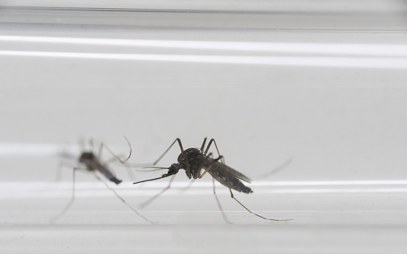Aedes aegypti mosquitos sit inside a glass tube at the Fiocruz institute where they have been screening for mosquitos naturally infected with the Zika virus in Rio de Janeiro, Brazil. 