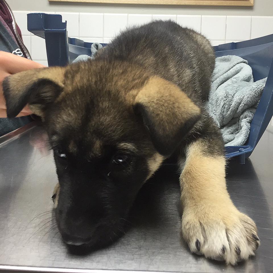 A picture of Asha when she arrived at the Winnipeg Animal Emergency Hospital early Thursday.