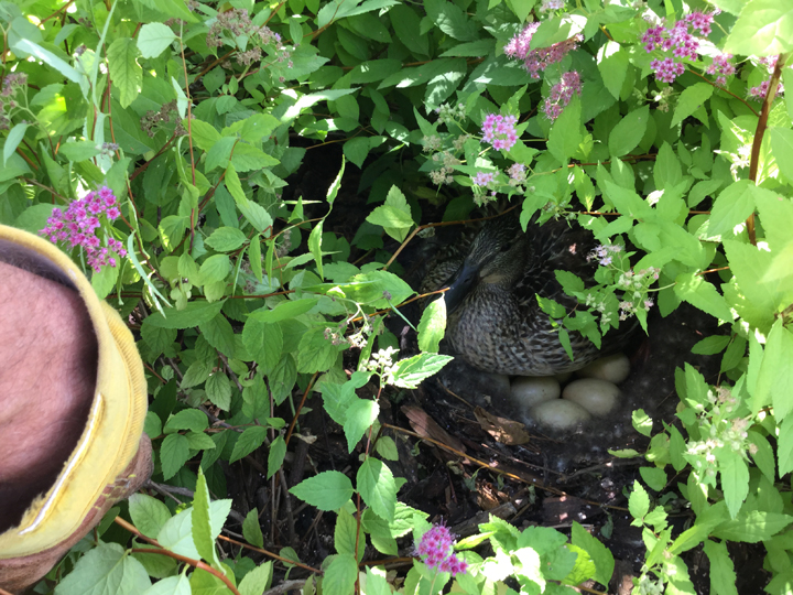 July 13: Lorraine Blazieko took this Your Saskatchewan photo of a family of ducks in her Saskatoon flower bed.