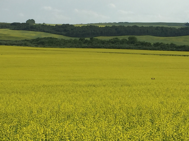 July 27: Crystal Laliberte took this Your Saskatchewan photo of a baby buck in a canola field near Battleford.