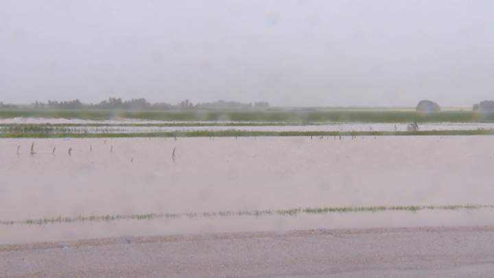 Significant rainfall has left many Saskatchewan crops sitting in water, with a key concern being peas and lentils.