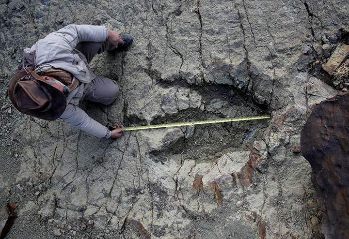 Paleontologist Sebastian Apesteguia measures the footprint made by a meat-eating predator some 80 million years ago and one of the largest of its kind ever found, at the Maragua Syncline, Bolivia on July 21, 2016.